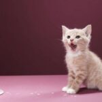 Как часто кормить 2-месячного котенка