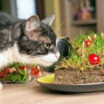 Почему кот ест землю?