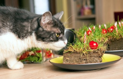 Почему кот ест землю?