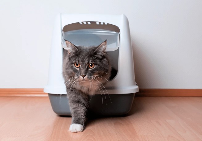 Как приучить немолодого кота к новому дому?