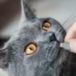 Как давать Кеторол для кошкам?