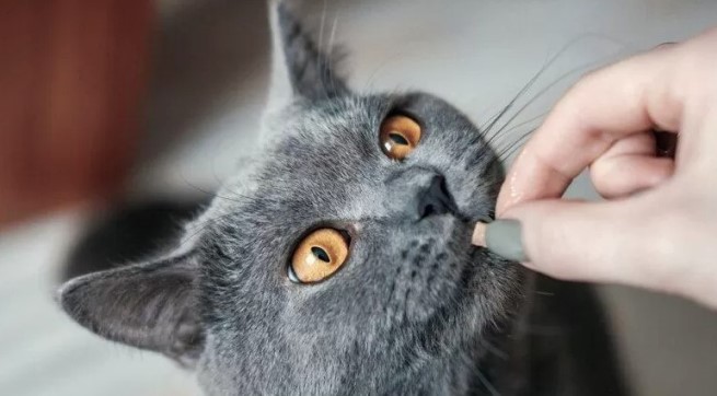 Как давать Кеторол для кошкам?