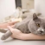 Как давать Дротаверин кошке?