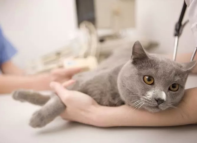 Как давать Дротаверин кошке?