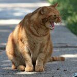 Как понять язык кошки?